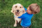 Young boy playing with a Golden Retriever, one of the friendliest dog breeds, outside in the grass