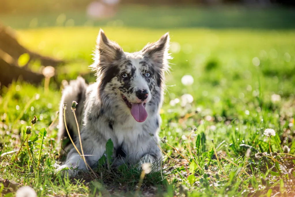 Un Border Collie azul merle acostado en el prado, un perro altamente inteligente.