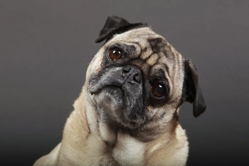 curious pug