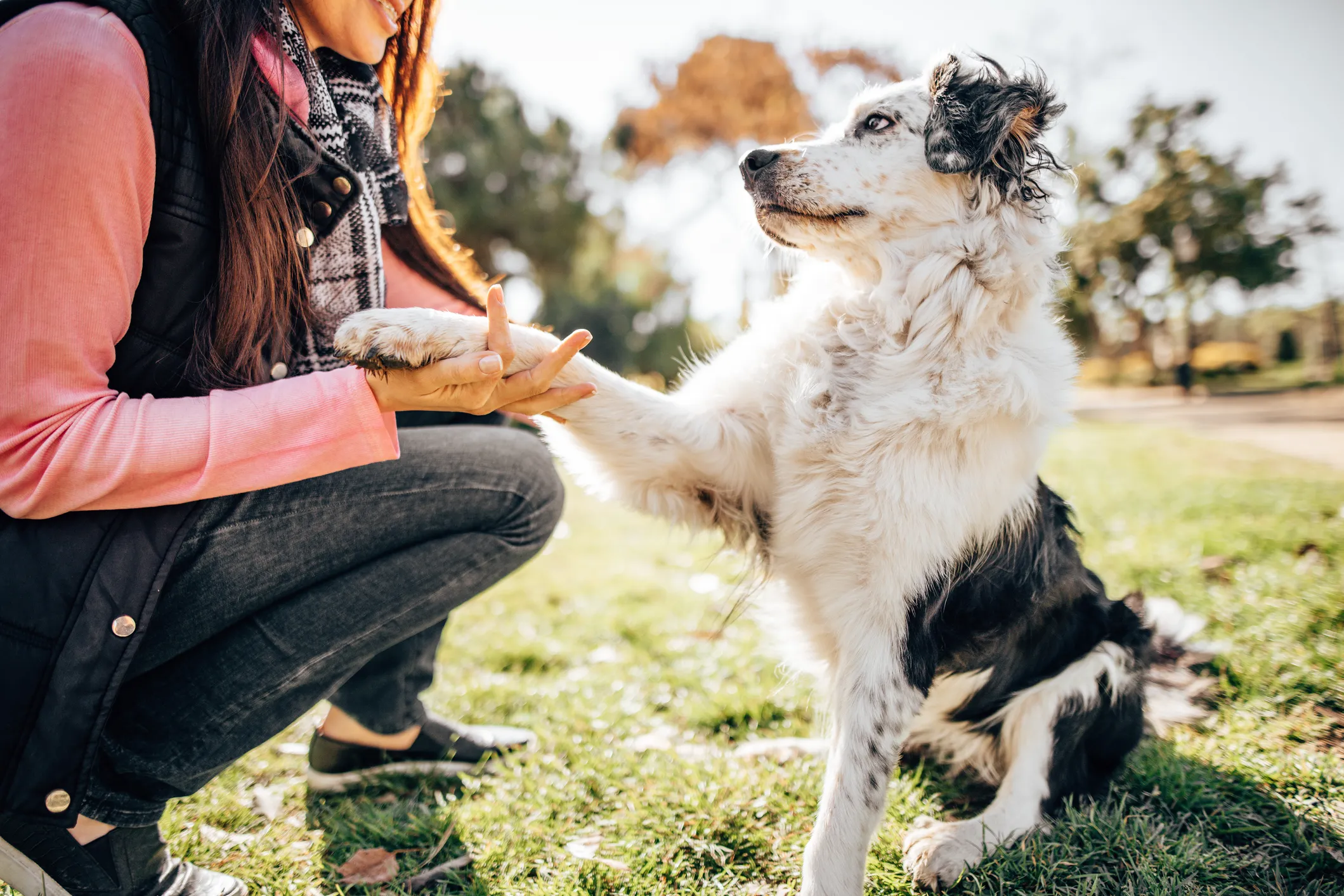 Fotografía de una sesión de entrenamiento de perros en el parque, un elemento importante de recordar para los dueños novatos.