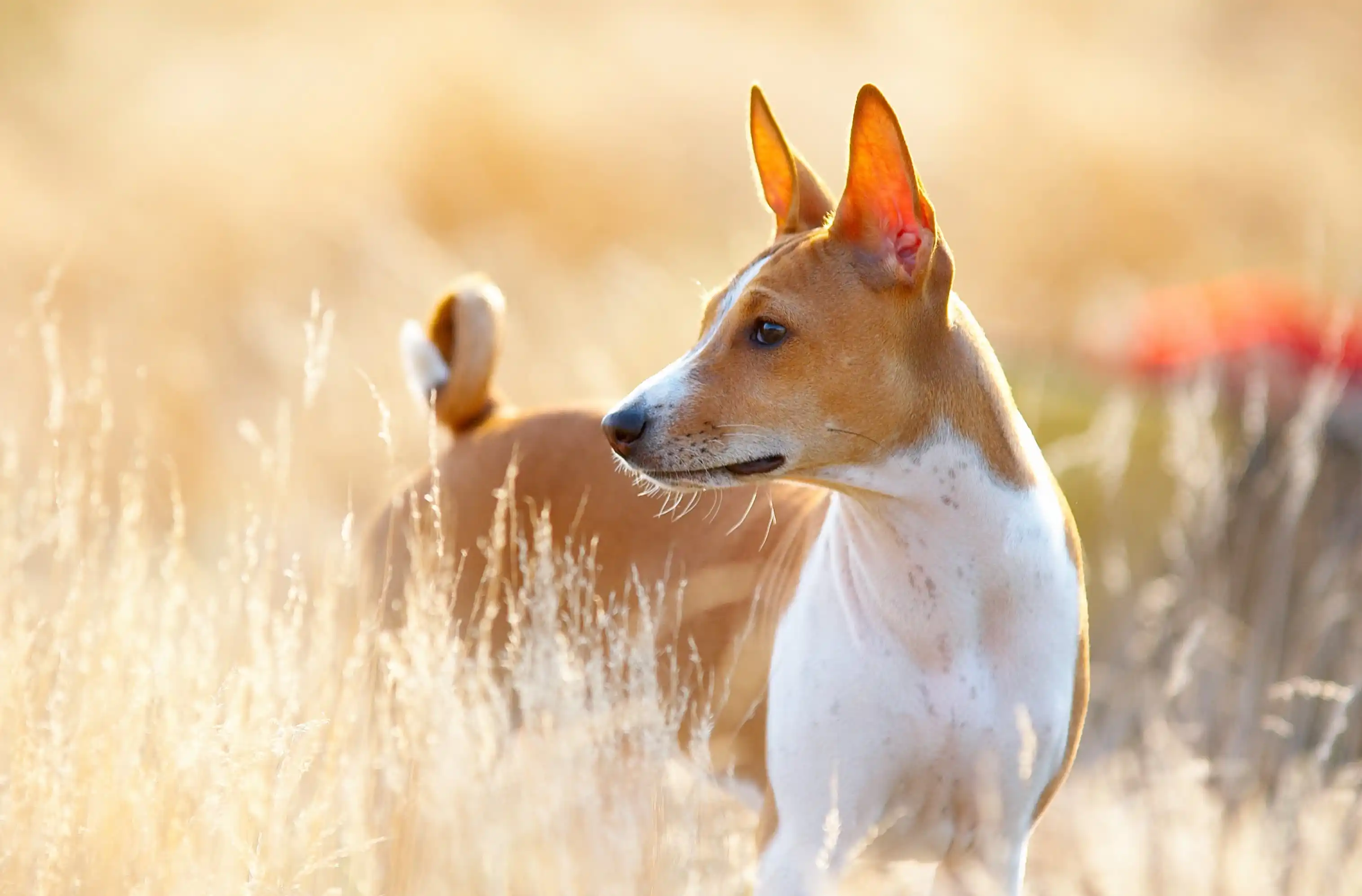 Basenji, una raza que tolera el calor, en un día de verano.