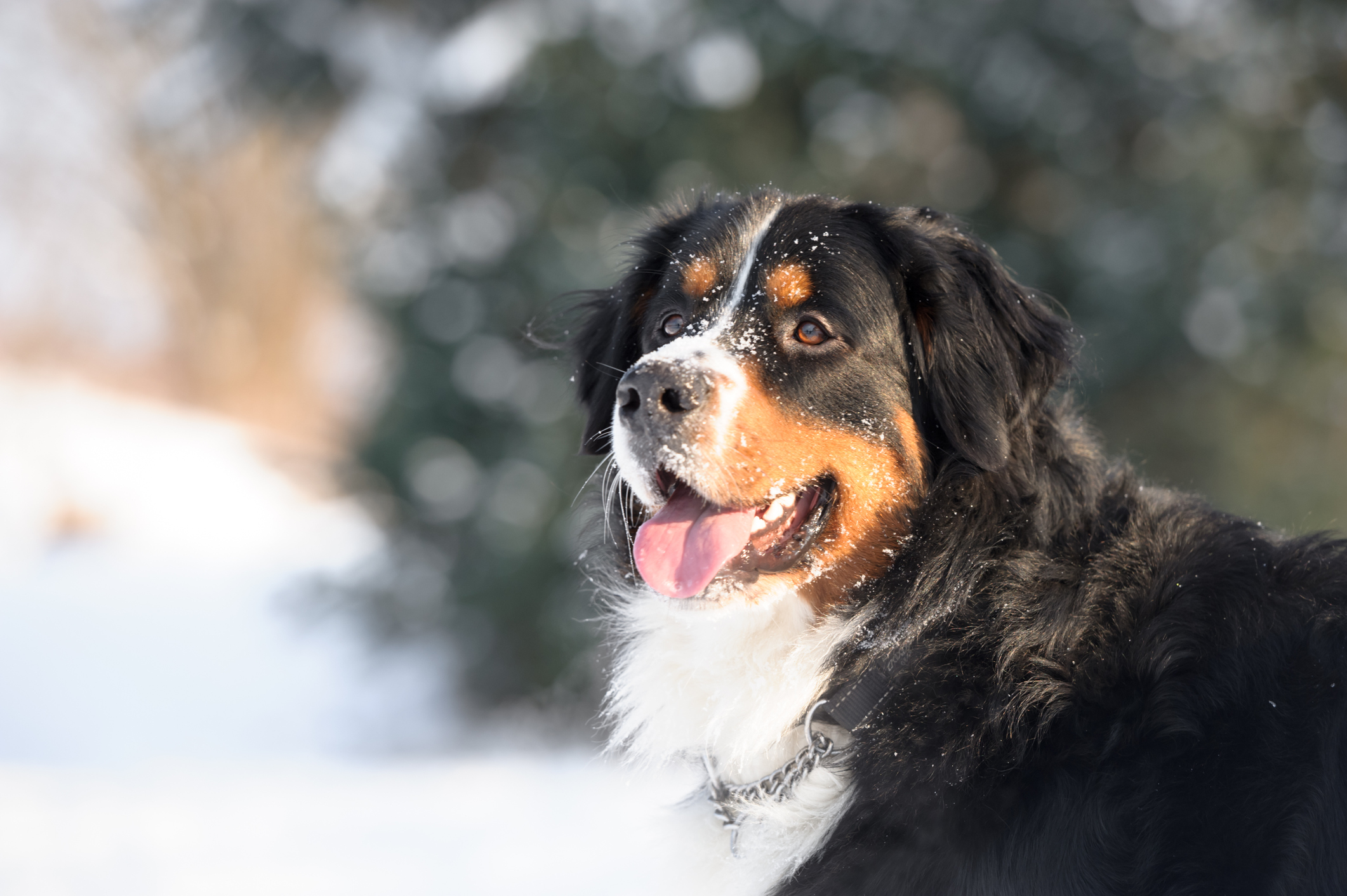 Perfil de un Perro de Montaña de Bernés posando en la nieve