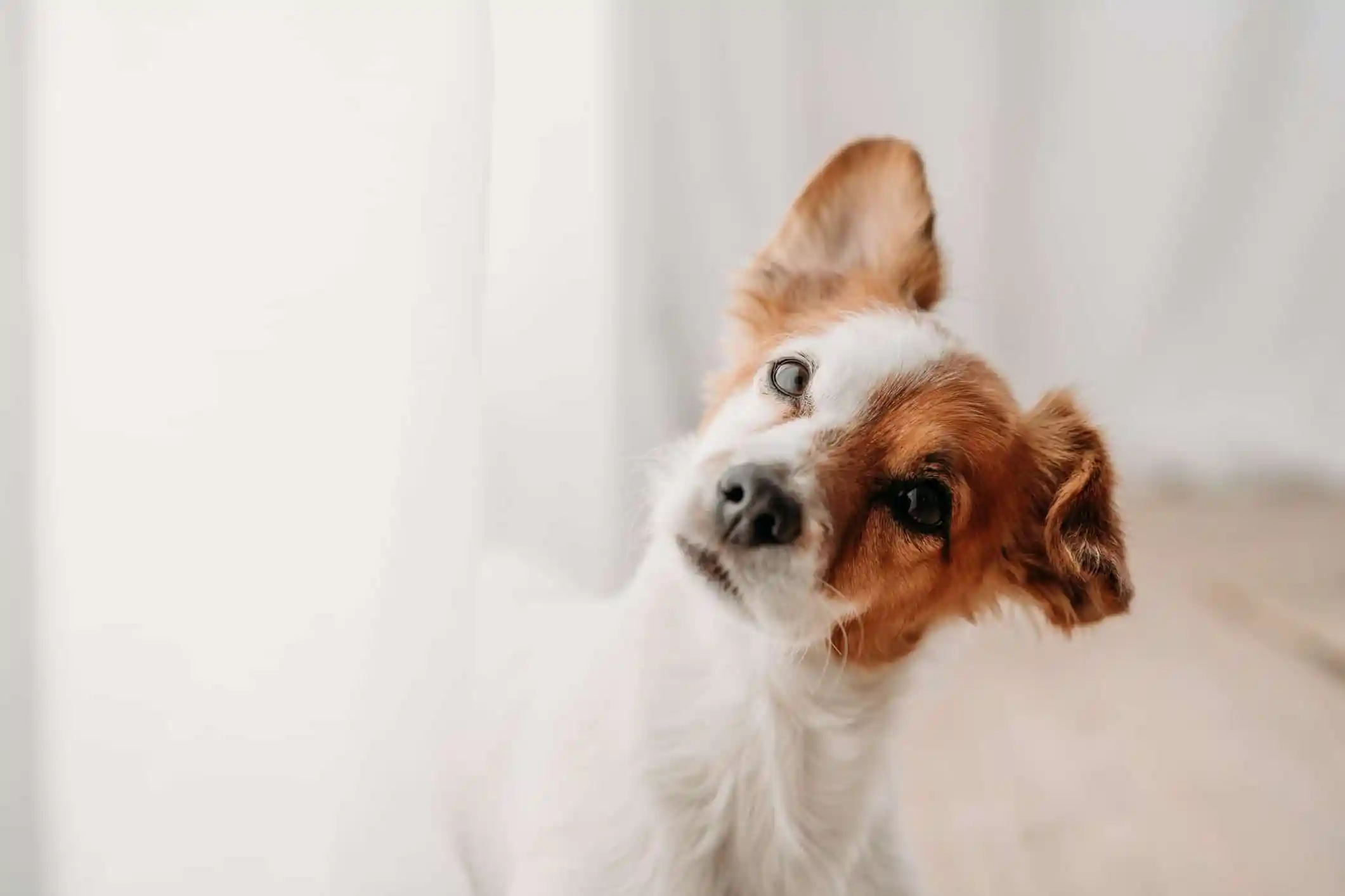Cute Jack Russell dog, a breed who tolerates being alone, standing by window in new home