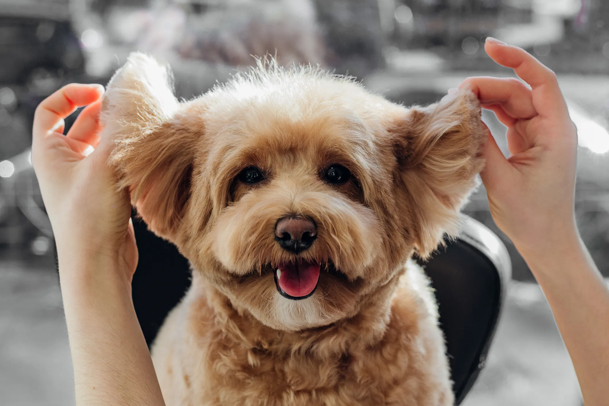 Una mezcolanza de caniche sonríe felizmente ante la cámara durante una sesión de aseo. Este tipo de perro no es una raza de fácil aseo y requiere mantenimiento adicional.