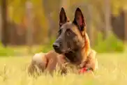 Belgian Malinois dog lying on the grass on a sunny day.