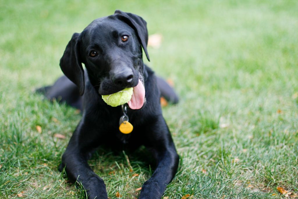 Un perro retriever negro, un tipo de raza propensa al mordisqueo, sostiene feliz una pelota de tenis. Este perro mira a la cámara desde el césped.