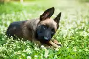 Portrait of a Belgian Malinois puppy posing outdoors.