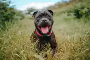 Staffordshire Bull Terrier sticking out tongue while being playful — one of the pros of the breed —on grassy field.