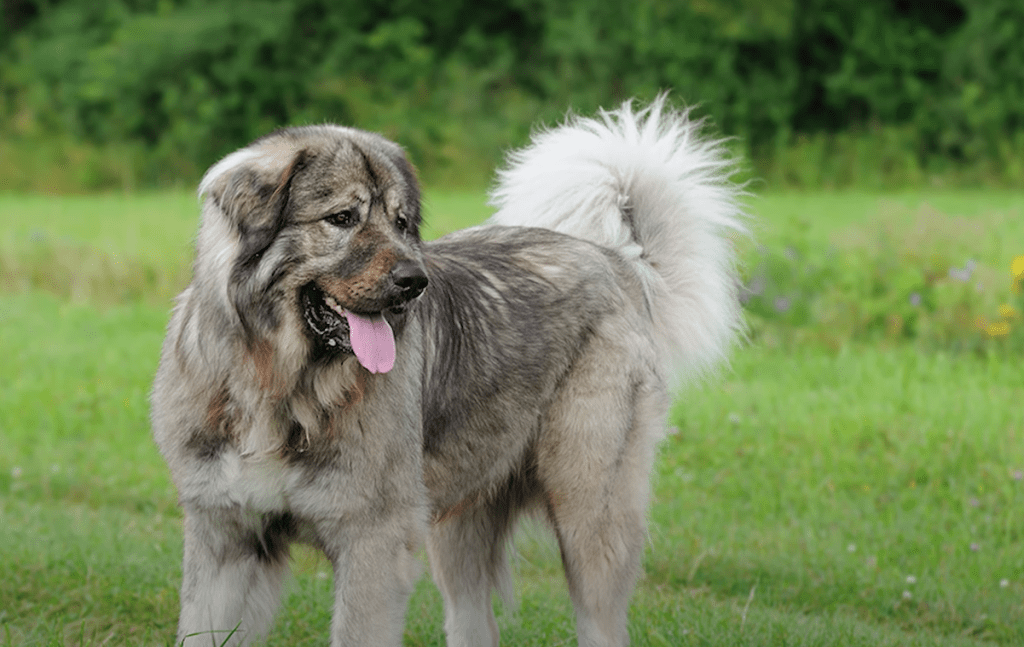 Caucasian shepherd dog standing