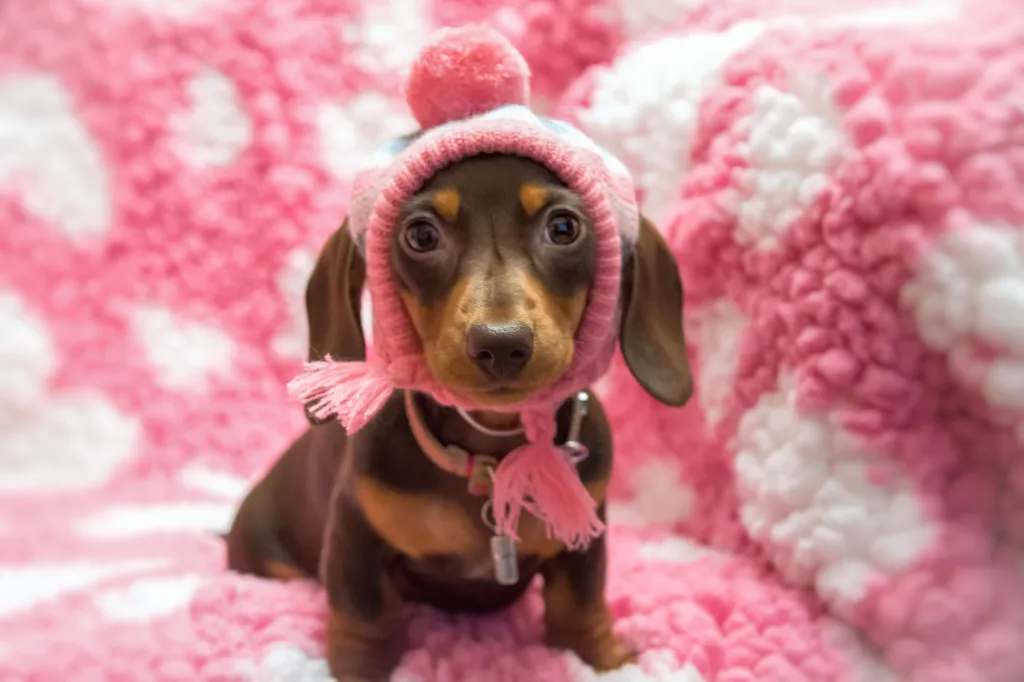 Una perrita Dachshund de pelo liso con sombrero de pompón