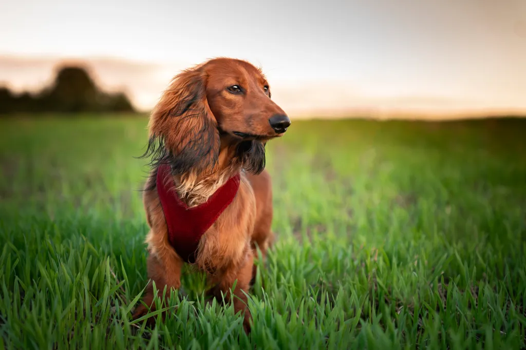 El dachshund de pelo largo, también llamado Wiener dog, está de pie sobre el césped y mira hacia un lado. Perro con arnés, sin correa, mientras camina. Foto al aire libre