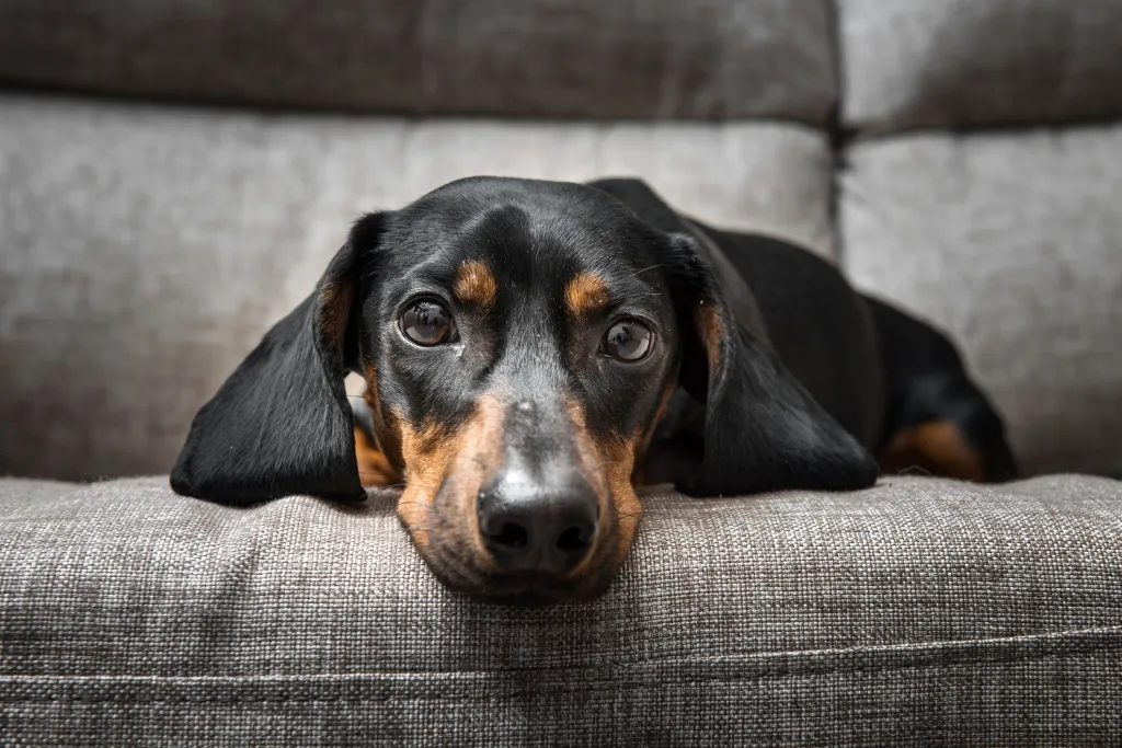 Un Dachshund negro y tostado sentado en un sillón gris mirando a la cámara.