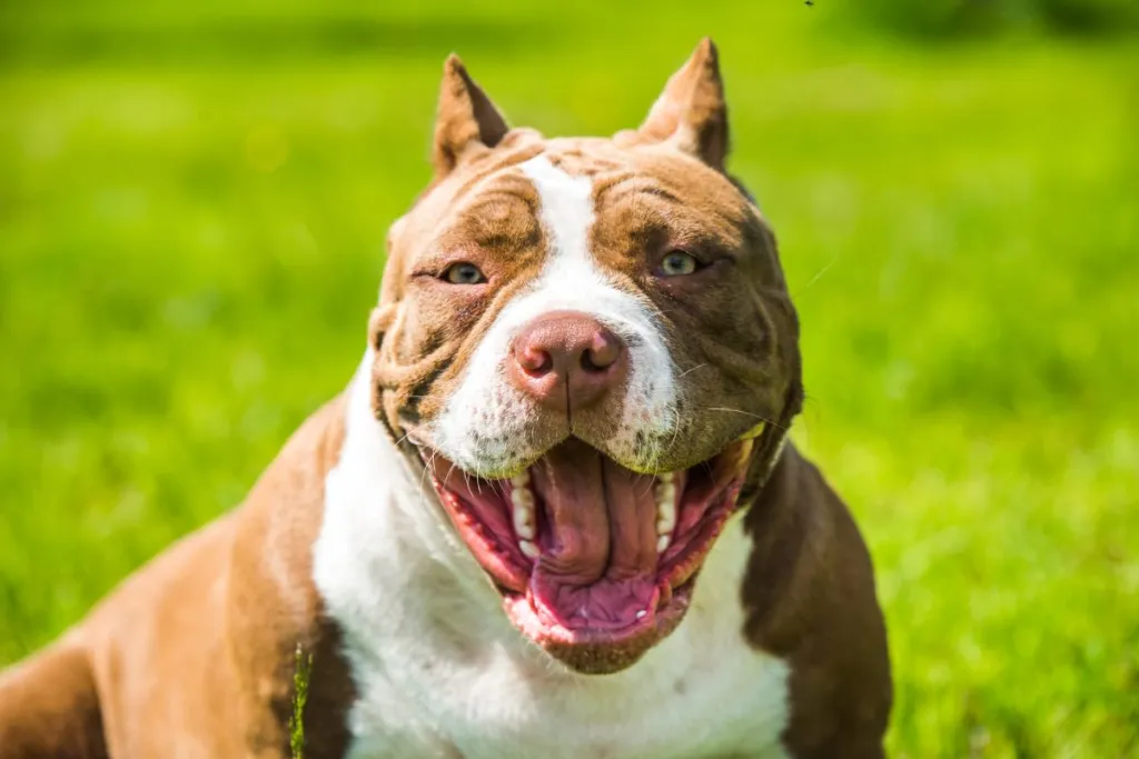 Un Pit Bull sonriendo en tono beige y blanco