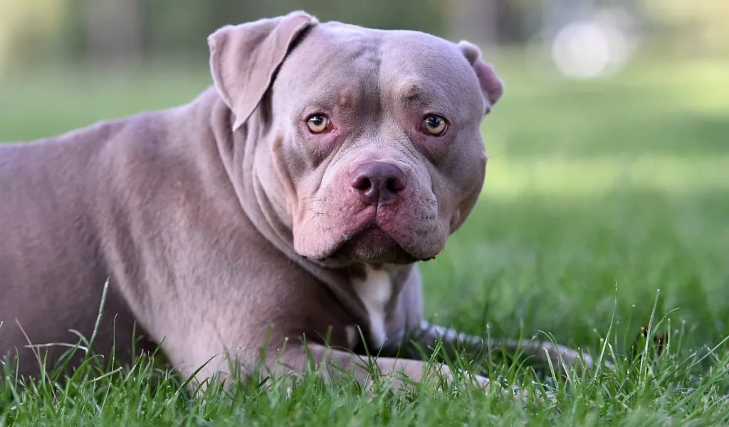 Un Pit Bull de aspecto sosegado mirando a la cámara.