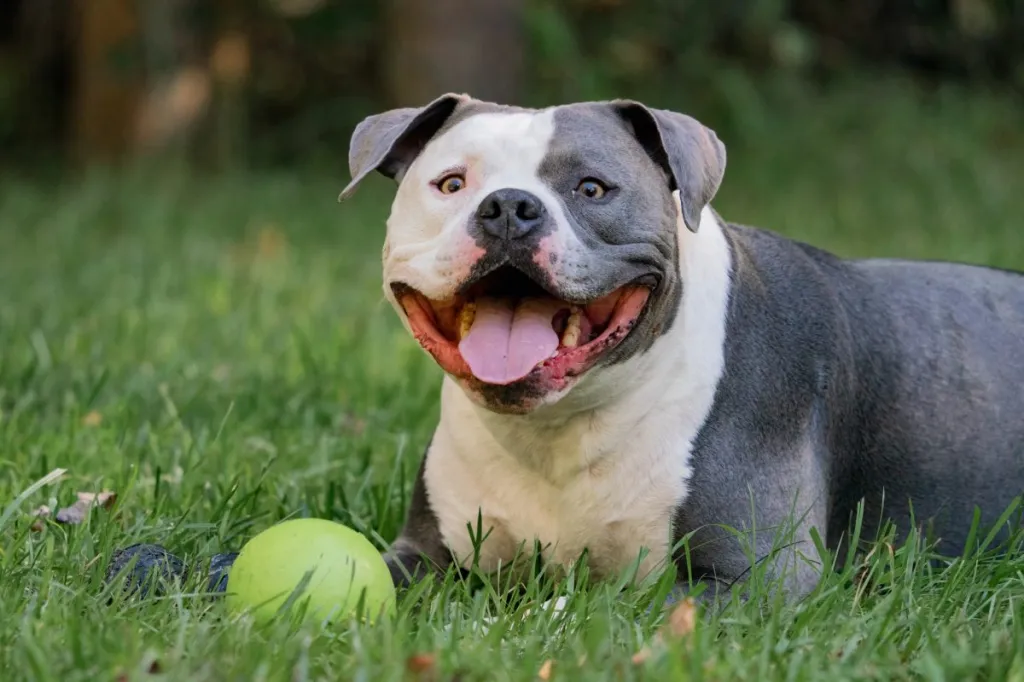 Un American Bully sonriente mirando a la cámara con una pelota de tenis a sus pies.