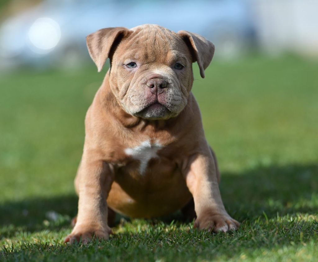 Un cachorro de American Bully adorable con una mancha blanca en el pecho.