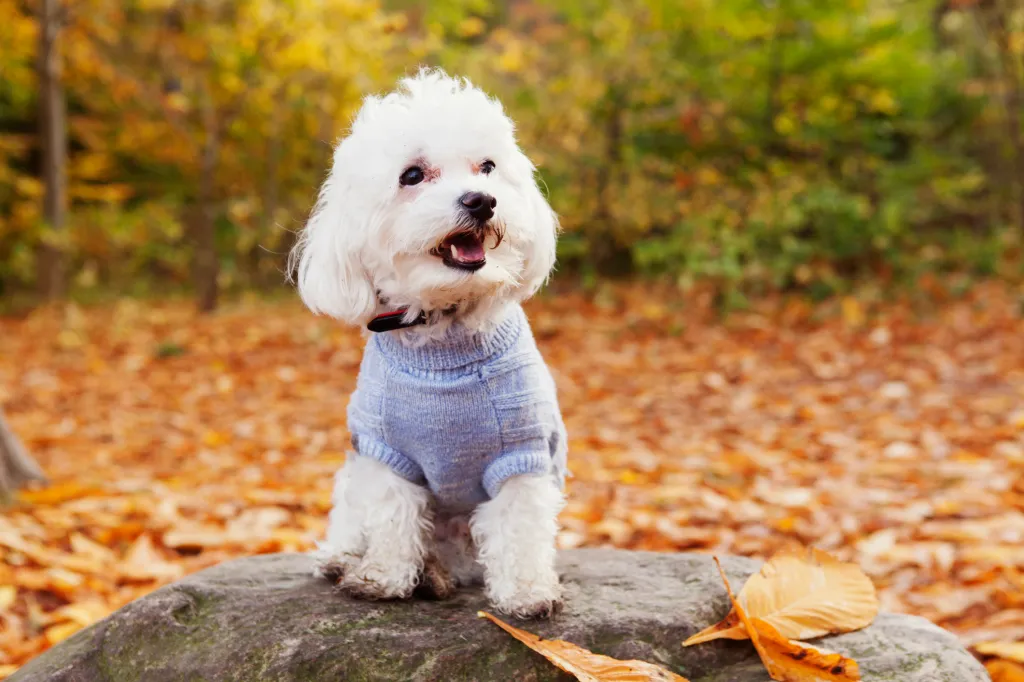 an adorable fluffy white Bichon against the autumn leaves.