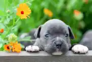Cute American Bully puppy dog in the garden.
