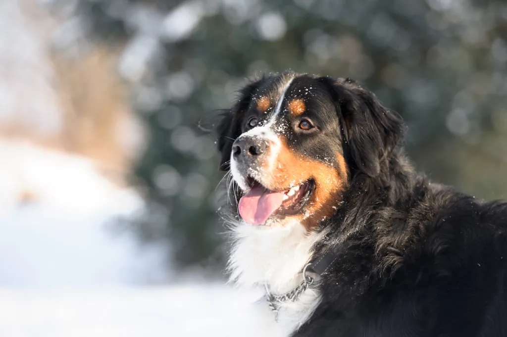 Foto de perfil de un Bóer de montaña suizo, una raza que tolera el frío, posando en la nieve.