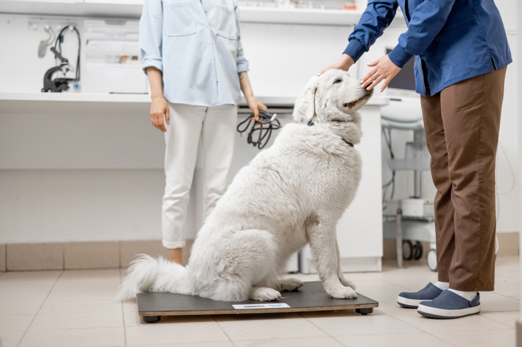 Perro grande sobre la balanza del veterinario mientras el doctor revisa al perro y el dueño detrás del perro.