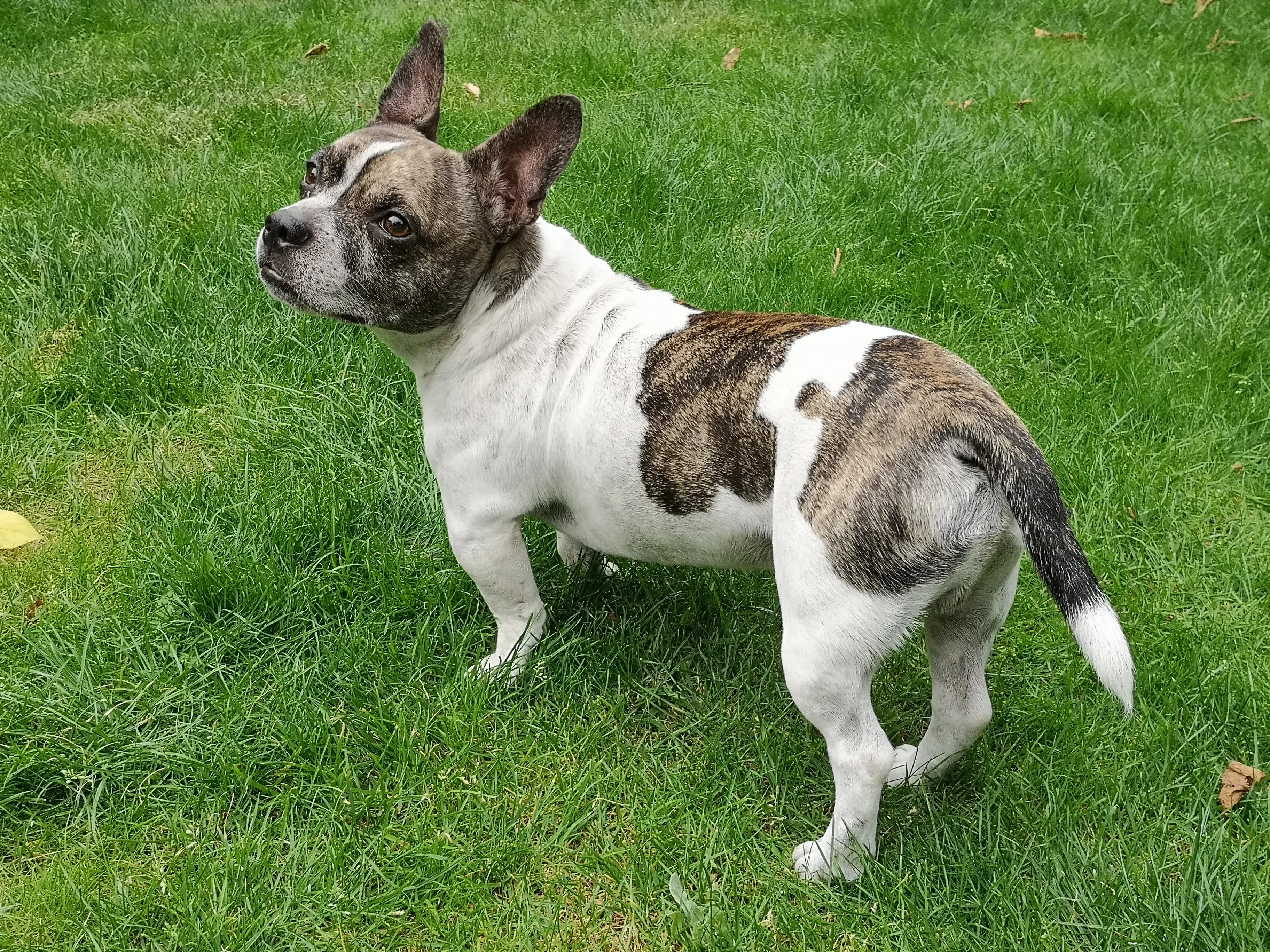 Imágenes de Perrito Mixto French Bullhuahua