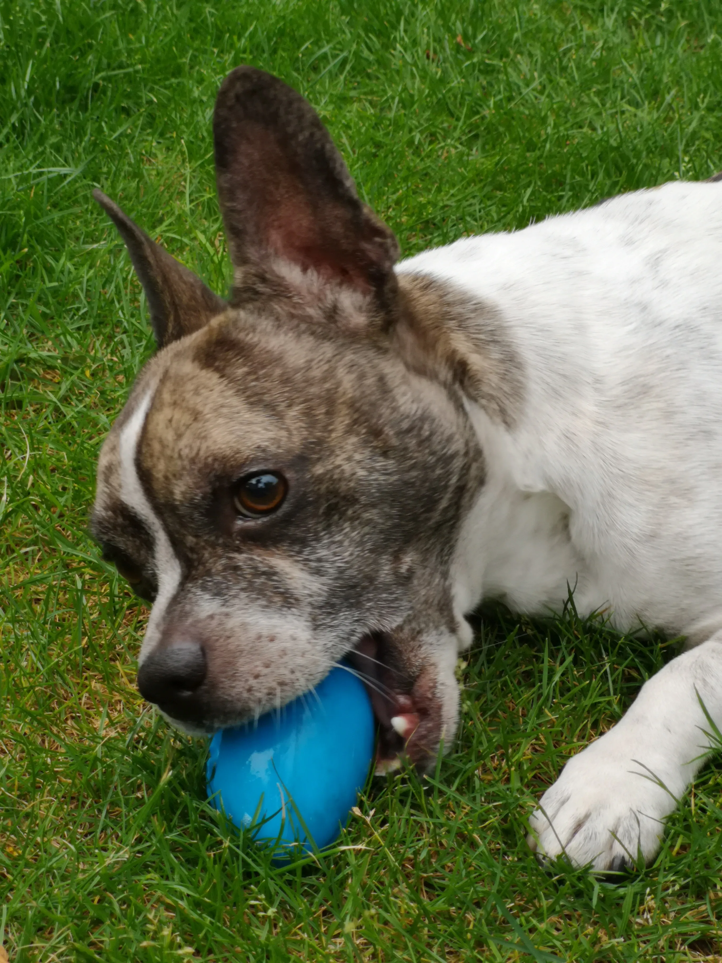 Imágenes de Perrito Mixto French Bullhuahua