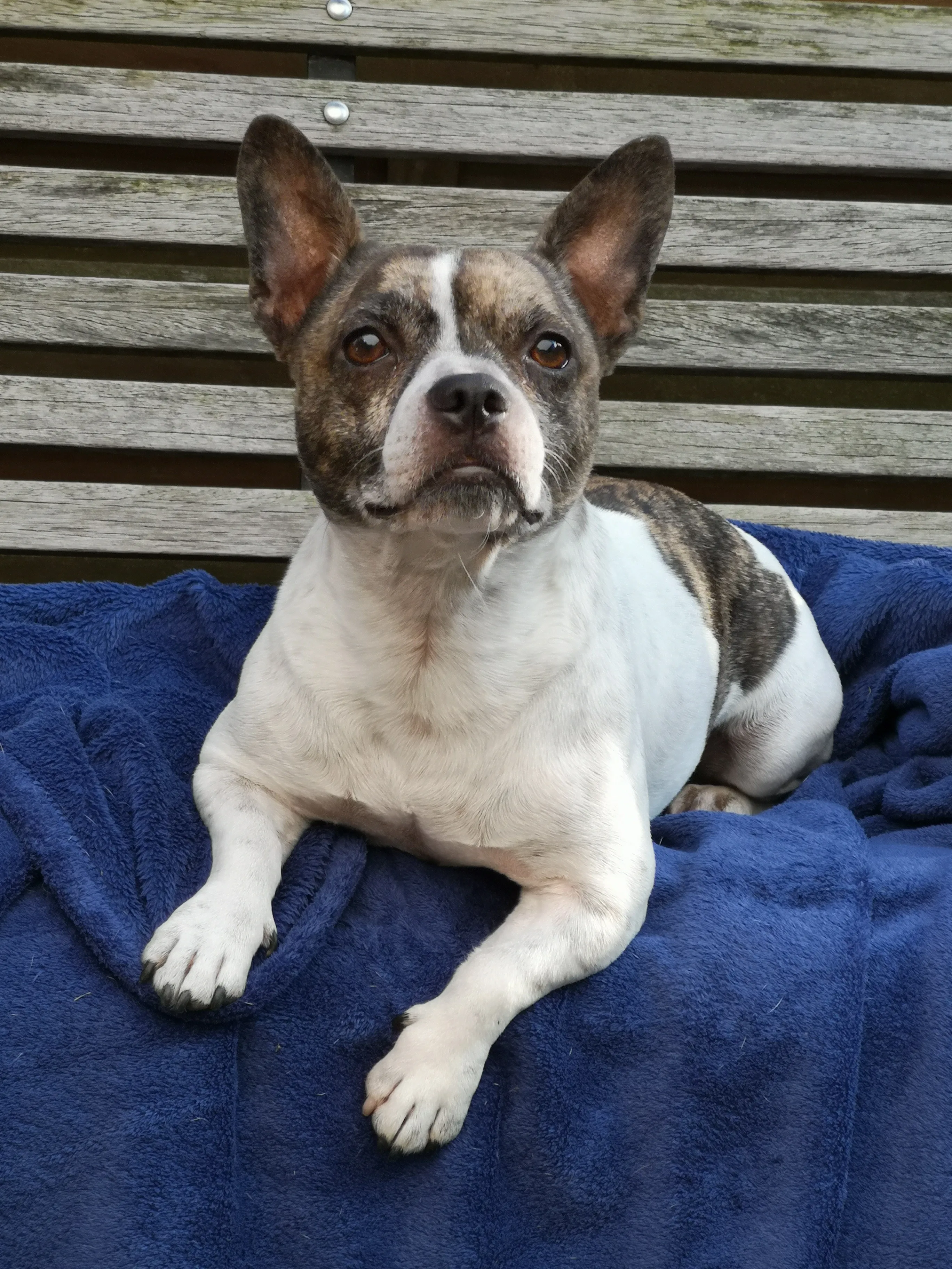 Imágenes de Perrito Mixto French Bullhuahua
