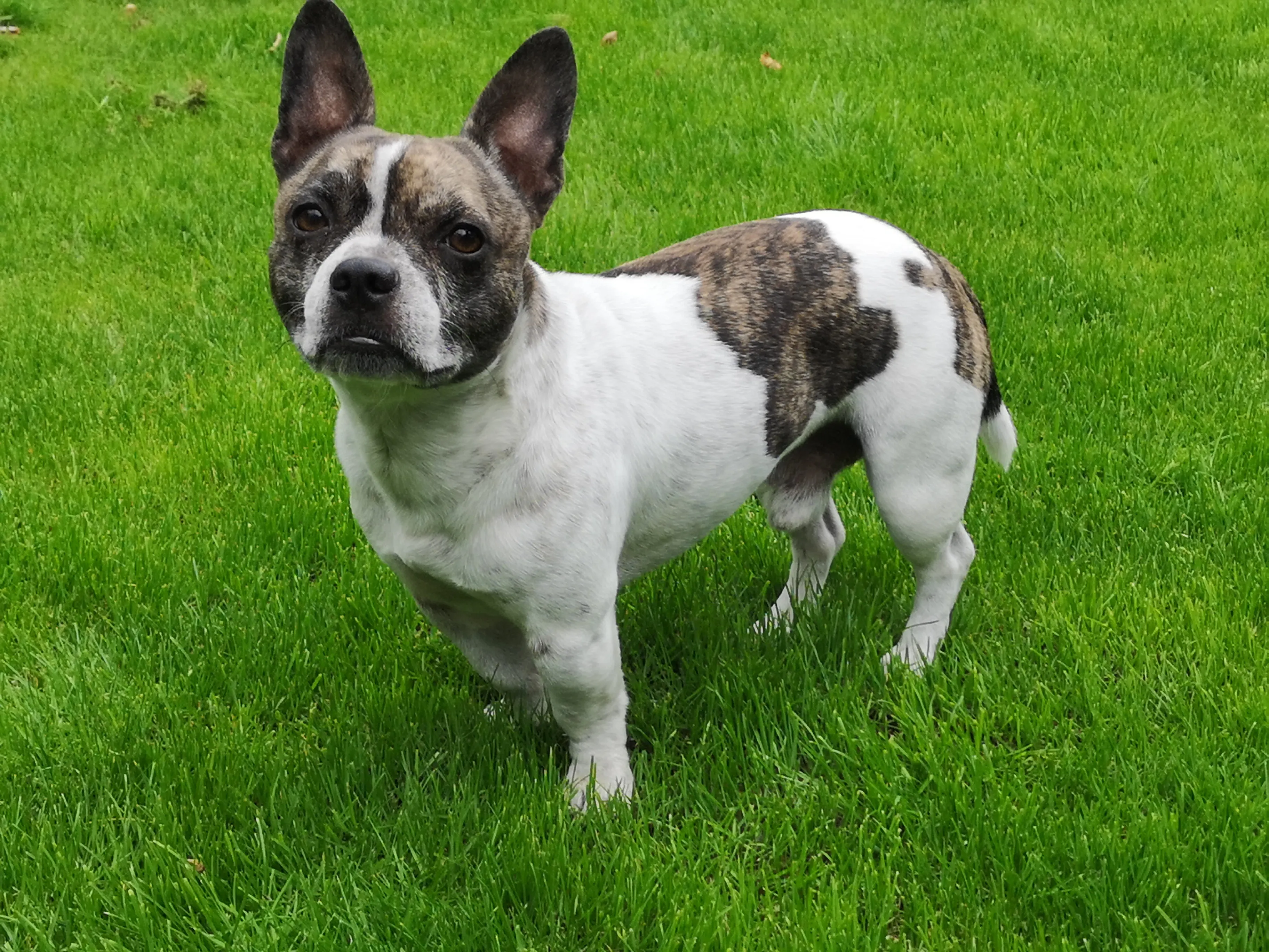 Imágenes de Perrito Mixto French Bullhuahua