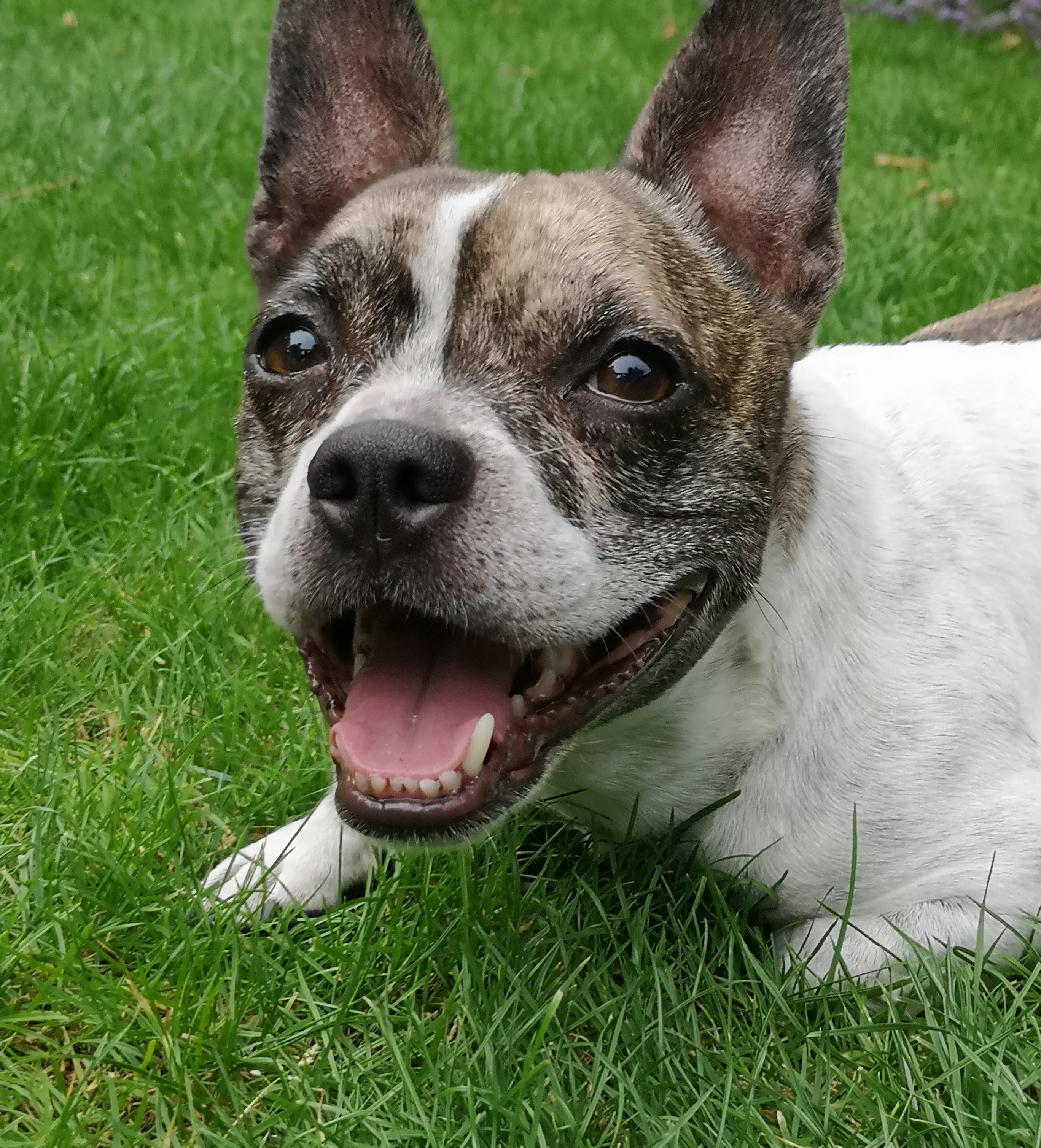 Imágenes de Perrito Mixto French Bullhuahua