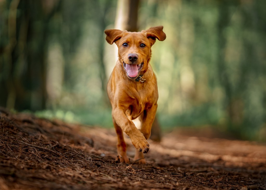 Perro feliz con buena salud general corriendo por un sendero