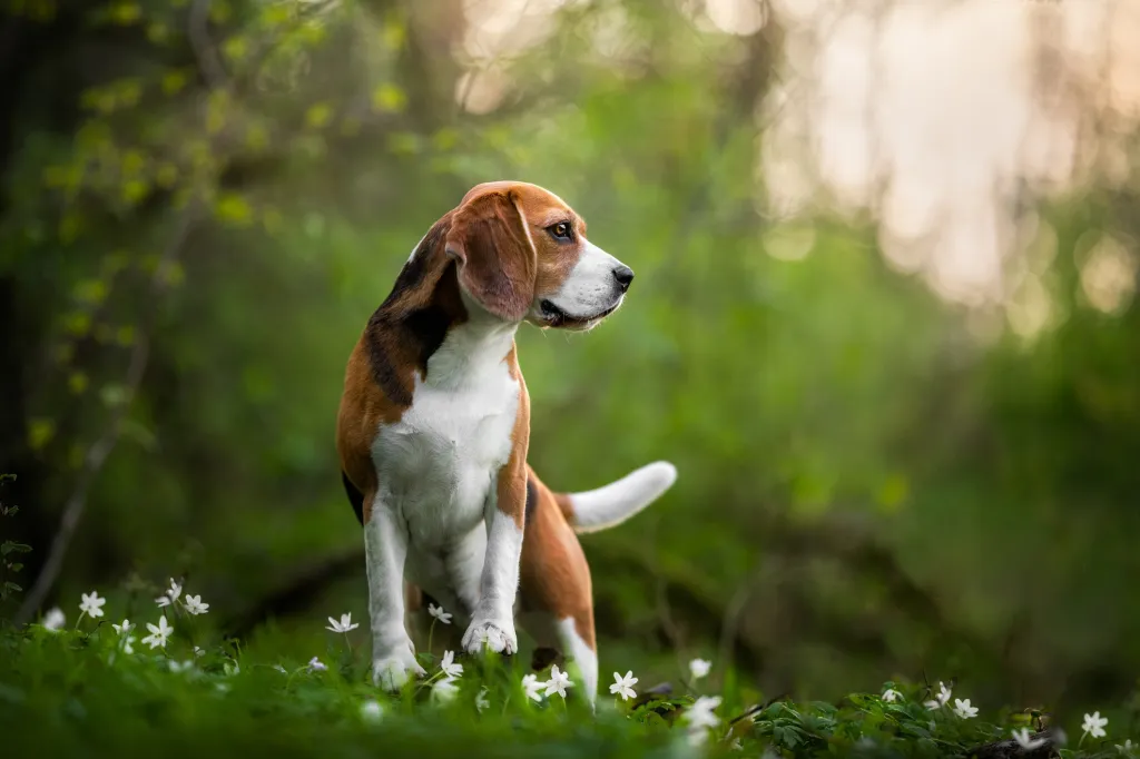 Beagle, una raza propensa al wanderlust, mirando a otro lado mientras está en un campo.