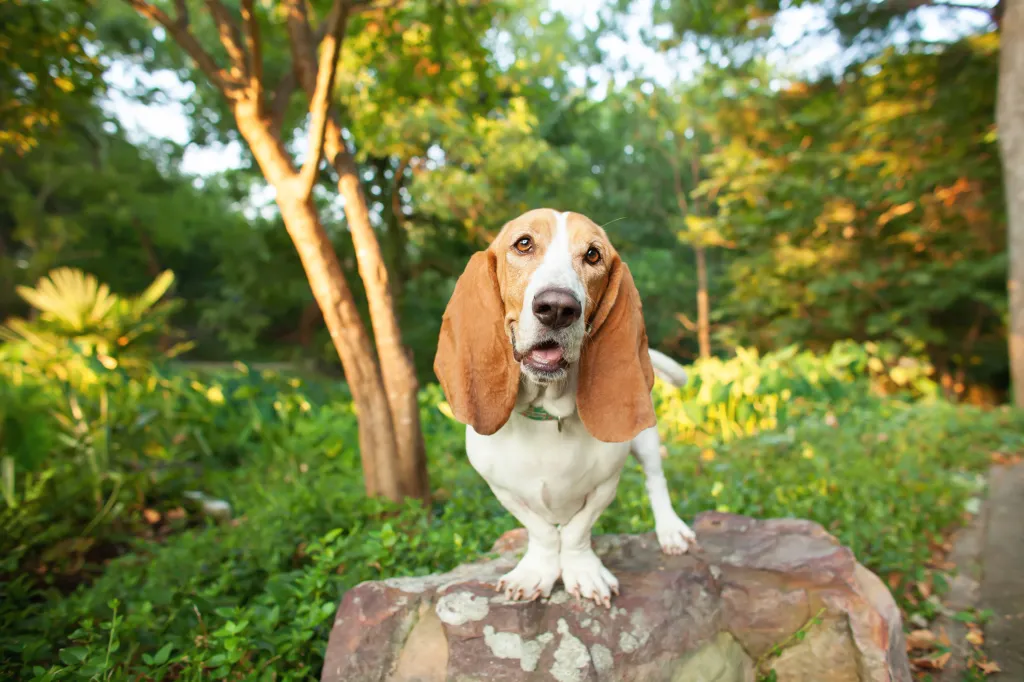 Retrato de Basset Hound, una raza con tendencia a ladrar o aullar, de pie sobre una roca