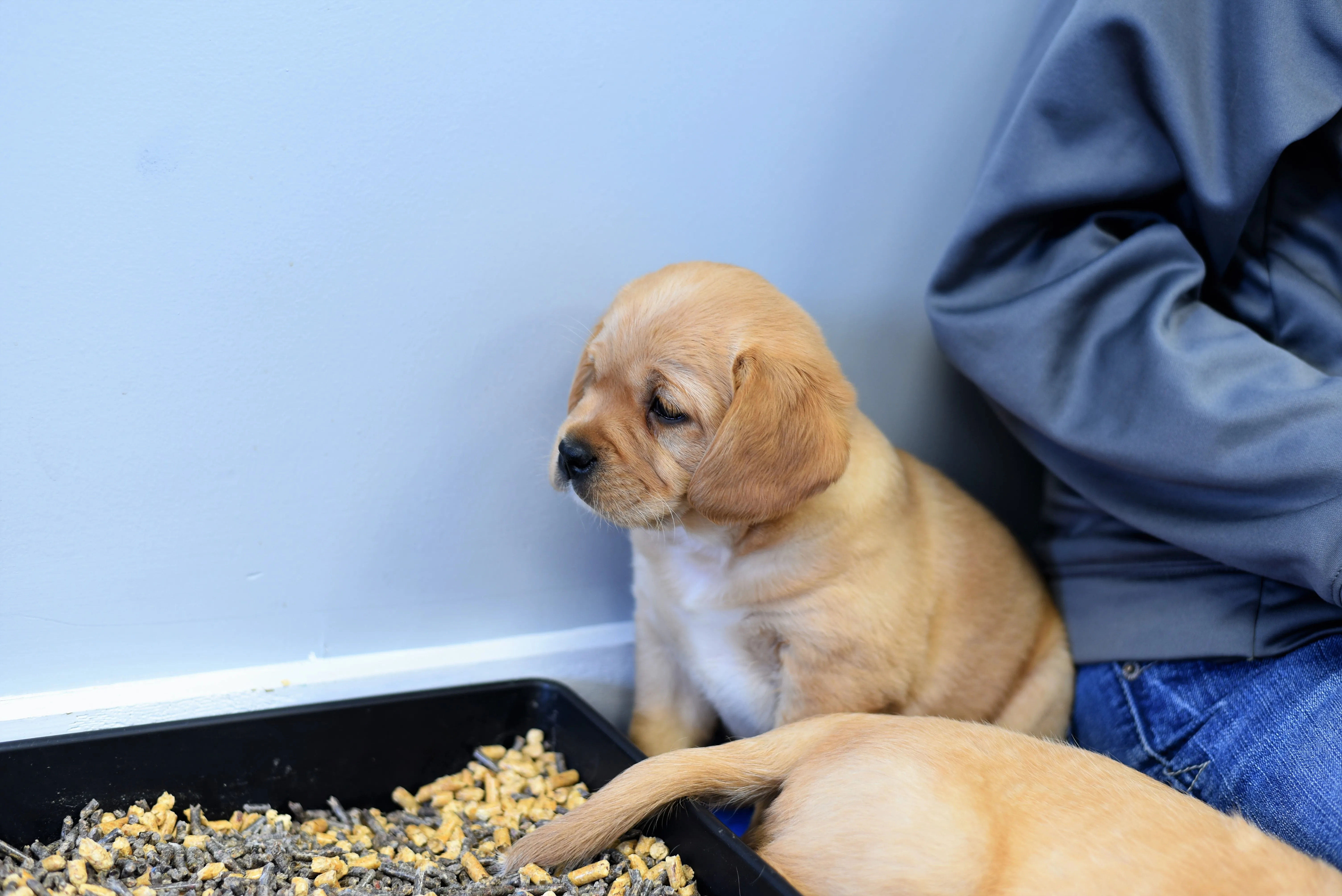 Cavador Mixed Dog Breed Pictures