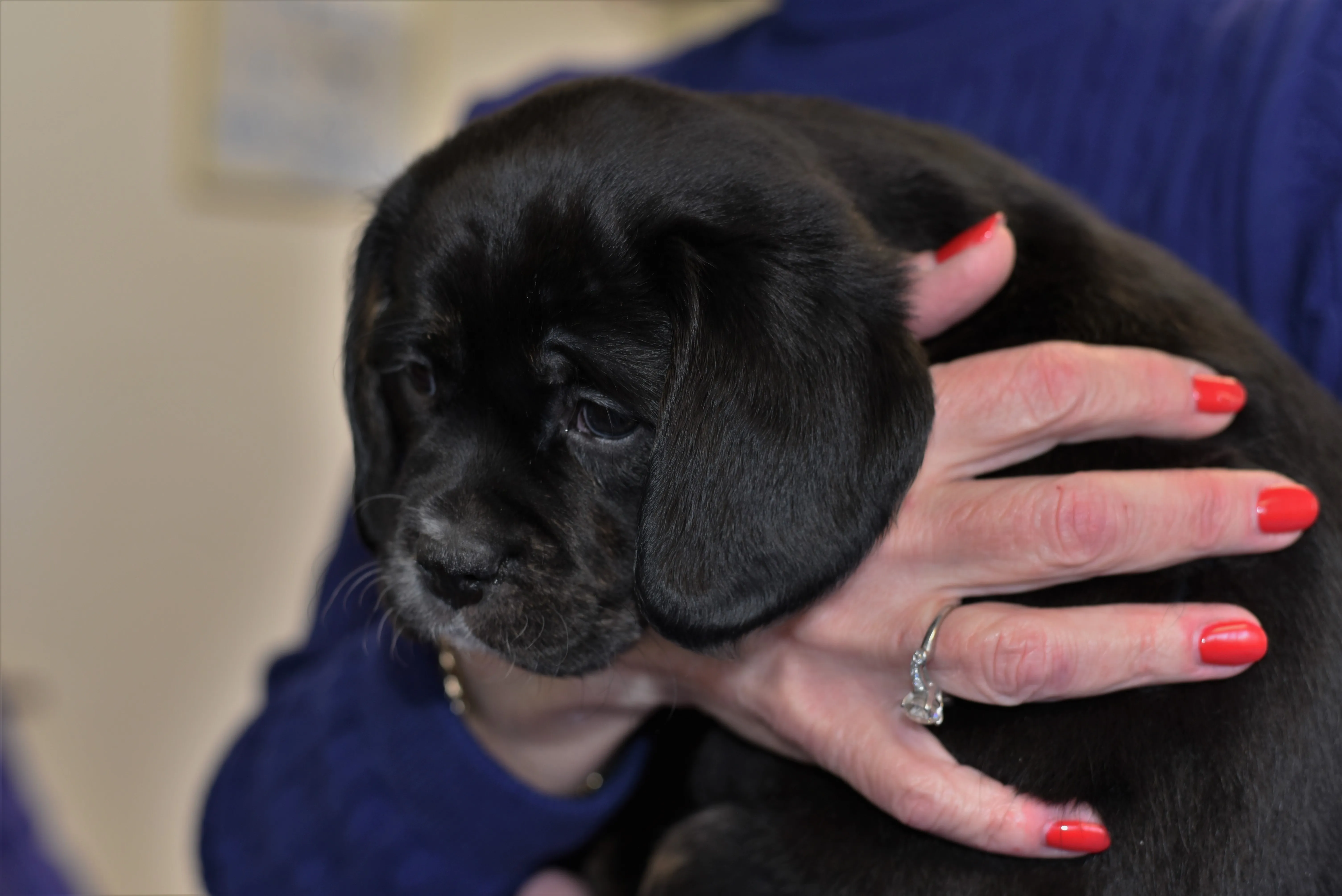 Cavador Mixed Dog Breed Pictures