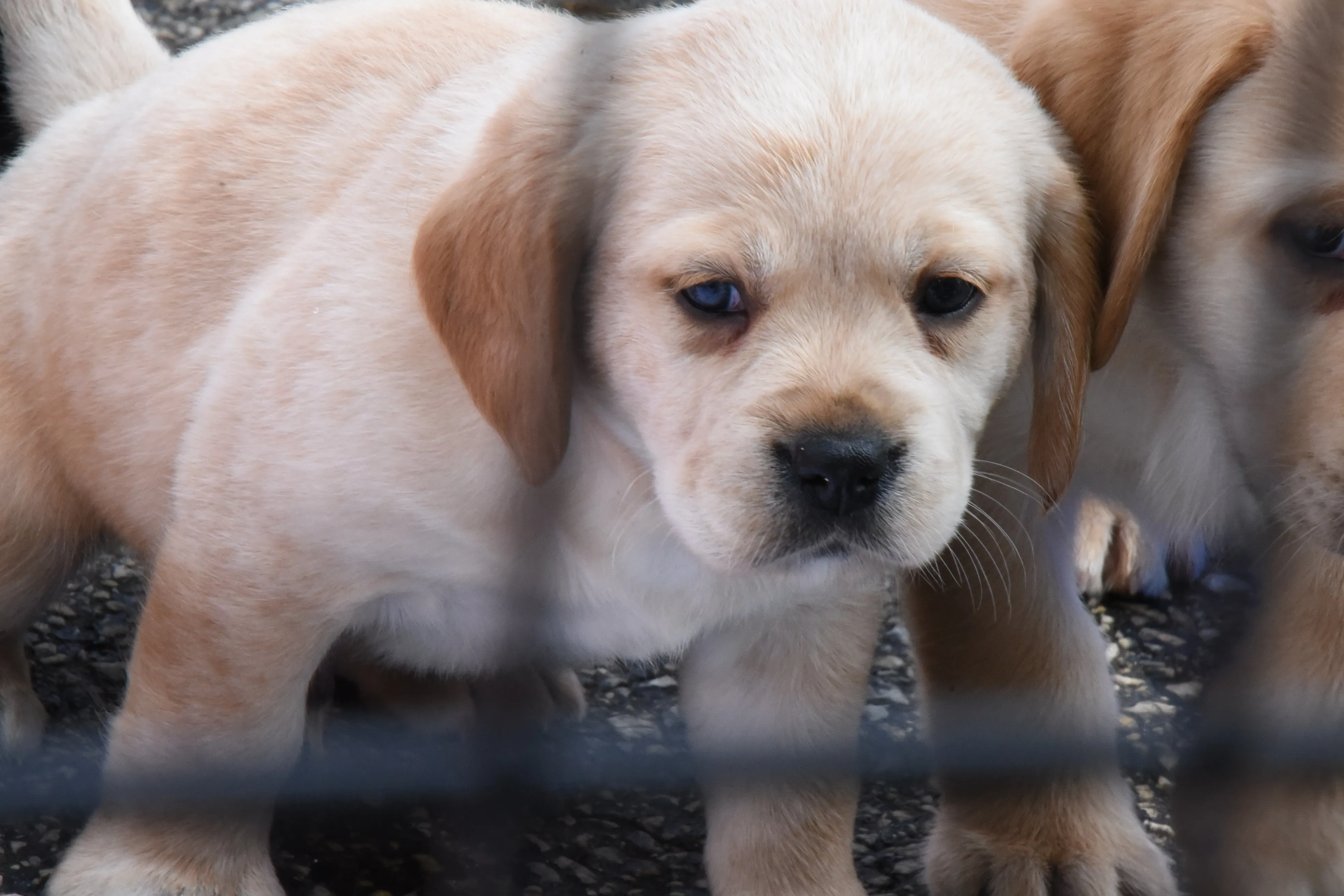 Cavador Mixed Dog Breed Pictures