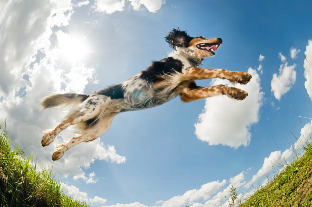 Perro mestizo en pleno salto