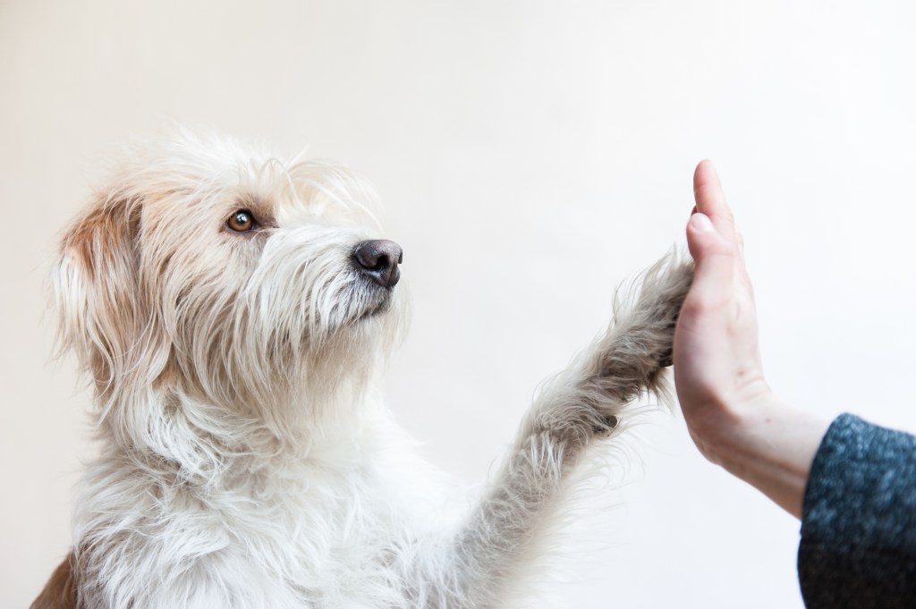 Perro amistoso chocando la mano con una persona.