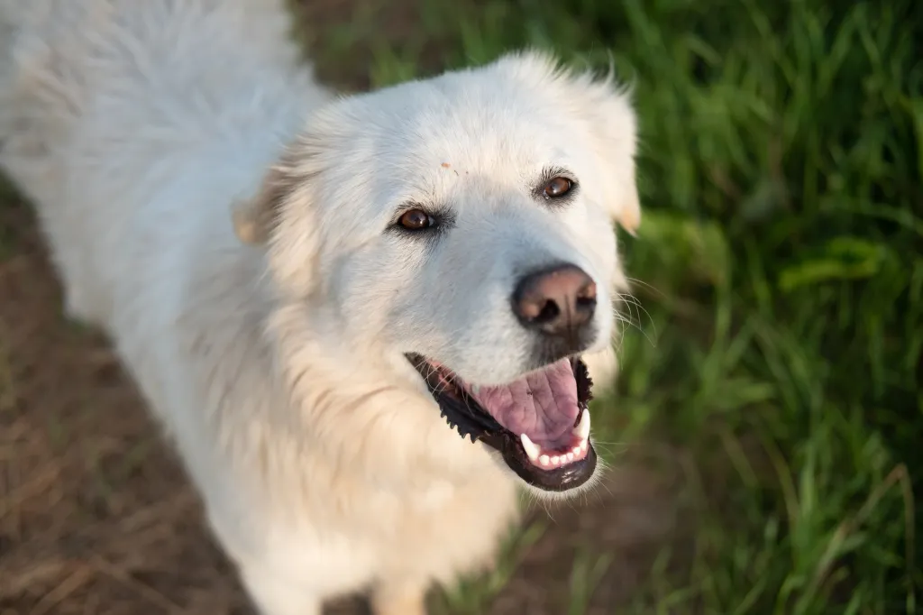 Foto de un Great Pyrenees sonriente, una raza con un alto nivel de sensibilidad.