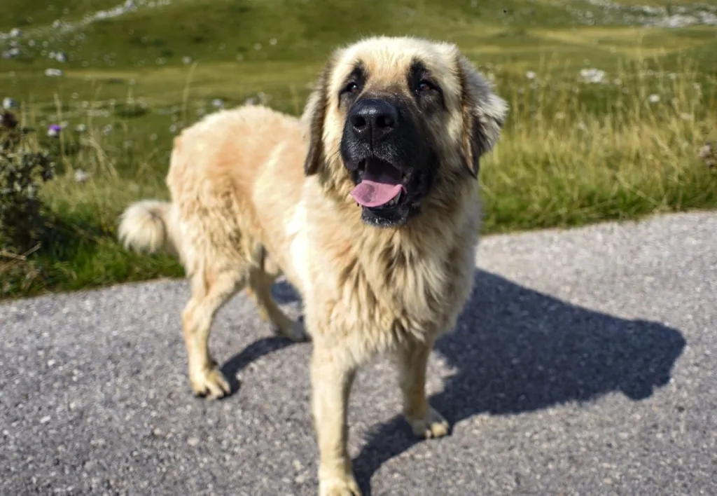 Hermoso perro pastor Anatolio Pyreneo en la montaña, esta es una raza de perro pastor.