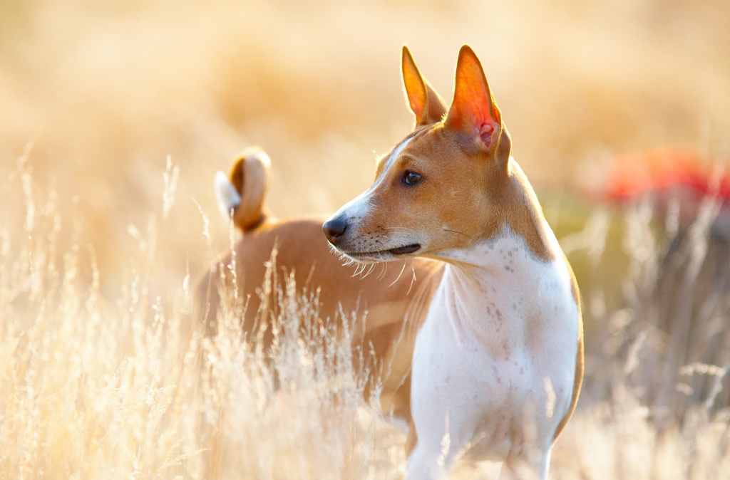 Basenji, una raza que tolera el calor, en un día de verano caliente.
