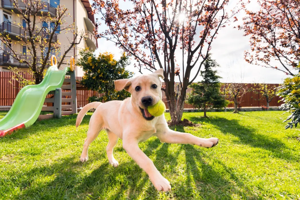 Retrato ancho de un cachorro Labrador Retriever de 4 meses jugando con una pelota de tenis en un patio trasero en una hermosa mañana soleada