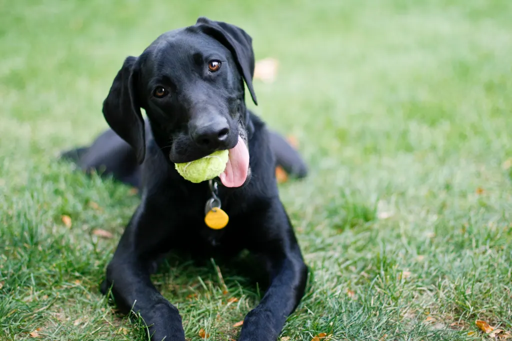 Un Golden Retriever negro, un tipo de raza propenso al mordisqueo potencial, sostiene felizmente una pelota de tenis. Este perro feliz está sentado en césped verde, mirando a la cámara.