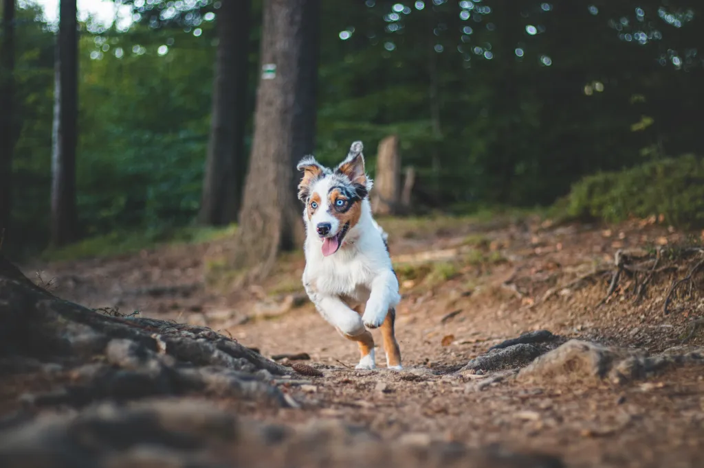 Retrato de un Pastor Australiano activo corriendo en el bosque