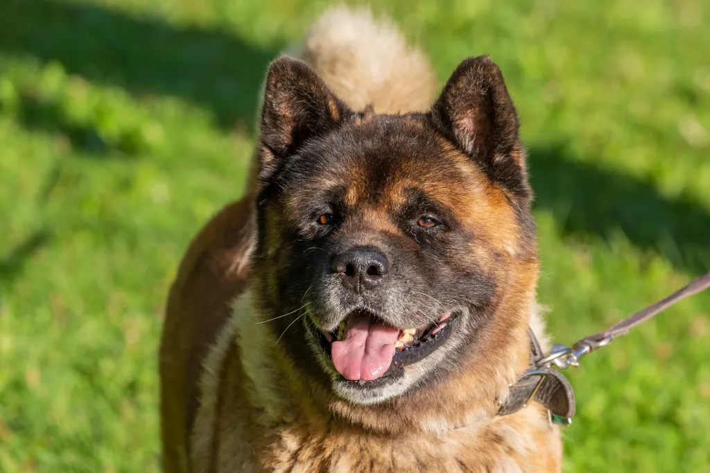 Courageous American Akita dog,related to Japanese Akita Inu