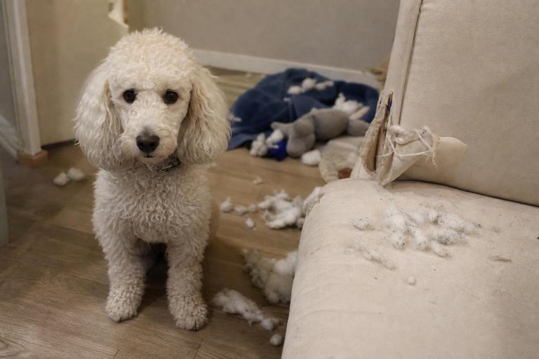7 defectos del Caniche que nadie te cuenta antes de adoptar uno