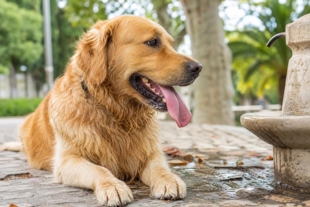 ¿A partir de qué temperatura tu perro empieza a pasar calor? La cifra que todos deberían saber