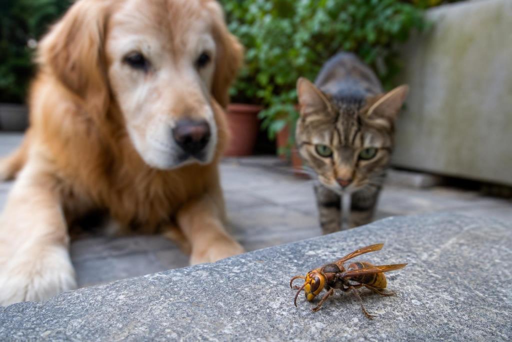 Alerta en el patio: este insecto común en verano es peligroso para perros y gatos