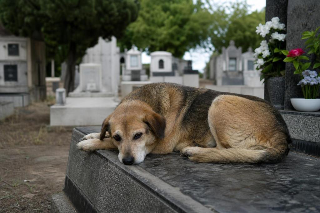 Capitán: el perro que durmió seis años sobre la tumba de su dueño en un cementerio de Córdoba