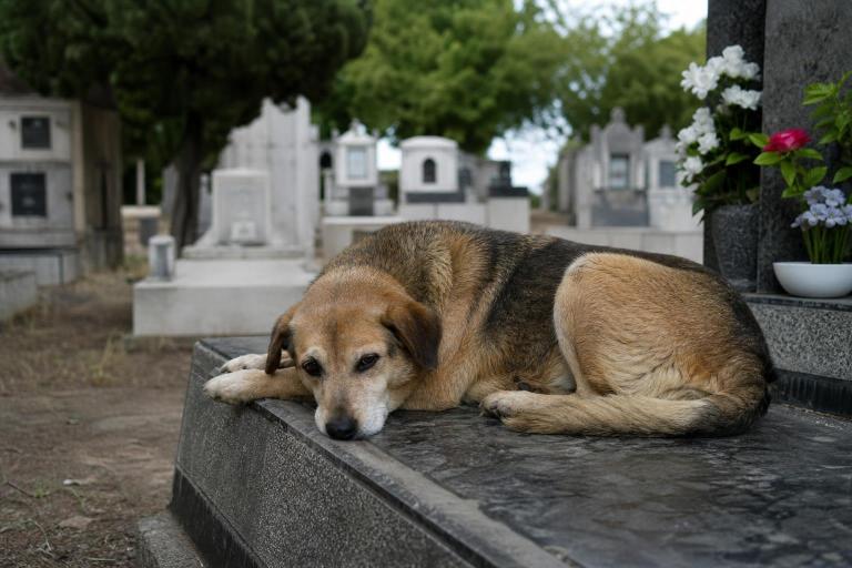 Capitán: el perro que durmió seis años sobre la tumba de su dueño en un cementerio de Córdoba