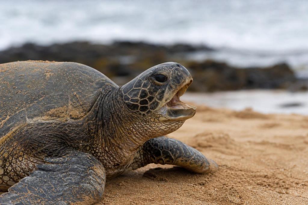¿Cómo se llama el sonido que hace la tortuga?